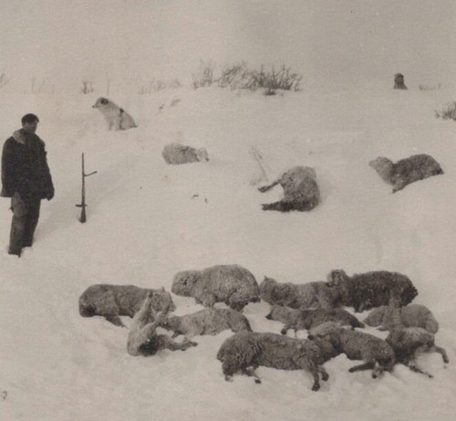 1930s man dead - sheep, snow